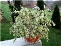 Portulacaria afra